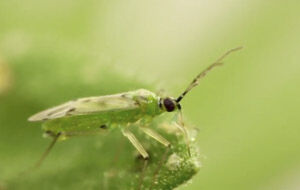 Nesidio control 500 ninfas y adultos - contra mosca blanca, trips, araña roja, orugas, minador y tuta.