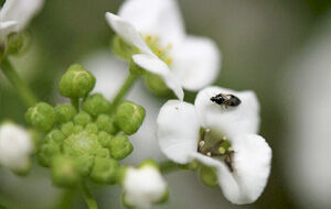 Planta lobularia 1 maceta - contra trips y plagas